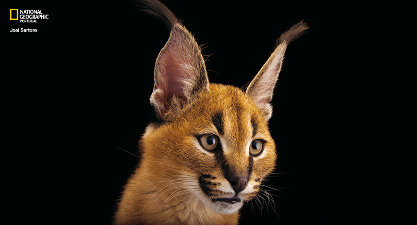 erros comuns ao identificar felinos selvagens