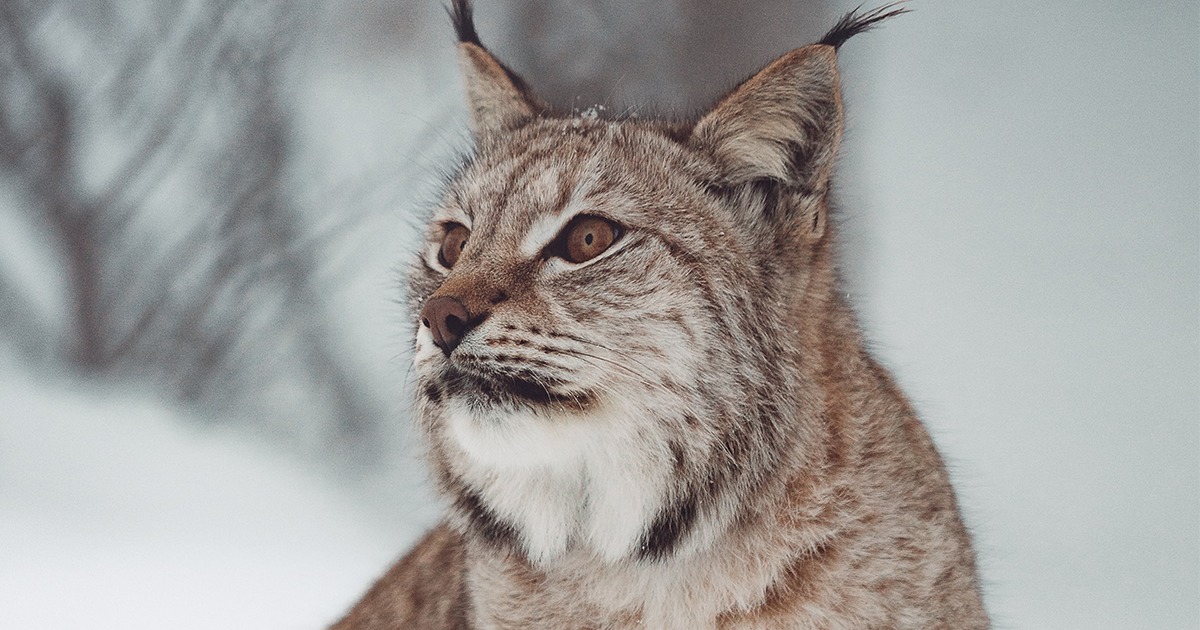 tigre siberiano vs ligre qual o maior