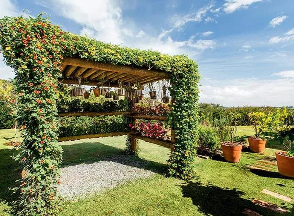 Plantas para Pergolado: As Melhores Espécies para Sol Pleno e Sombra