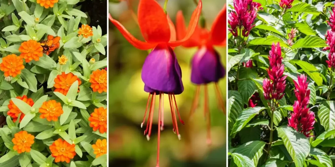 plantas para atrair beija flor