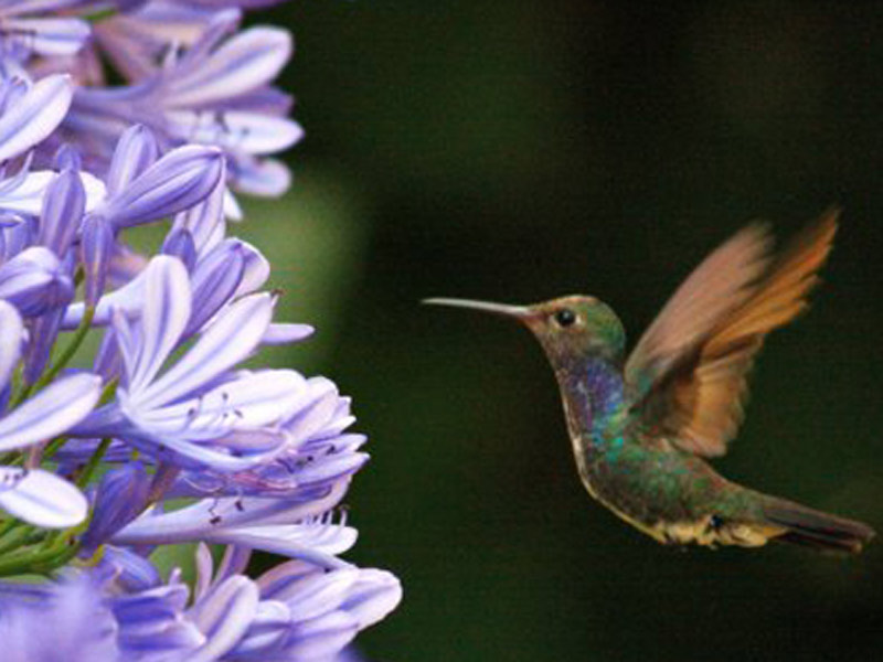 plantas para atrair beija flor