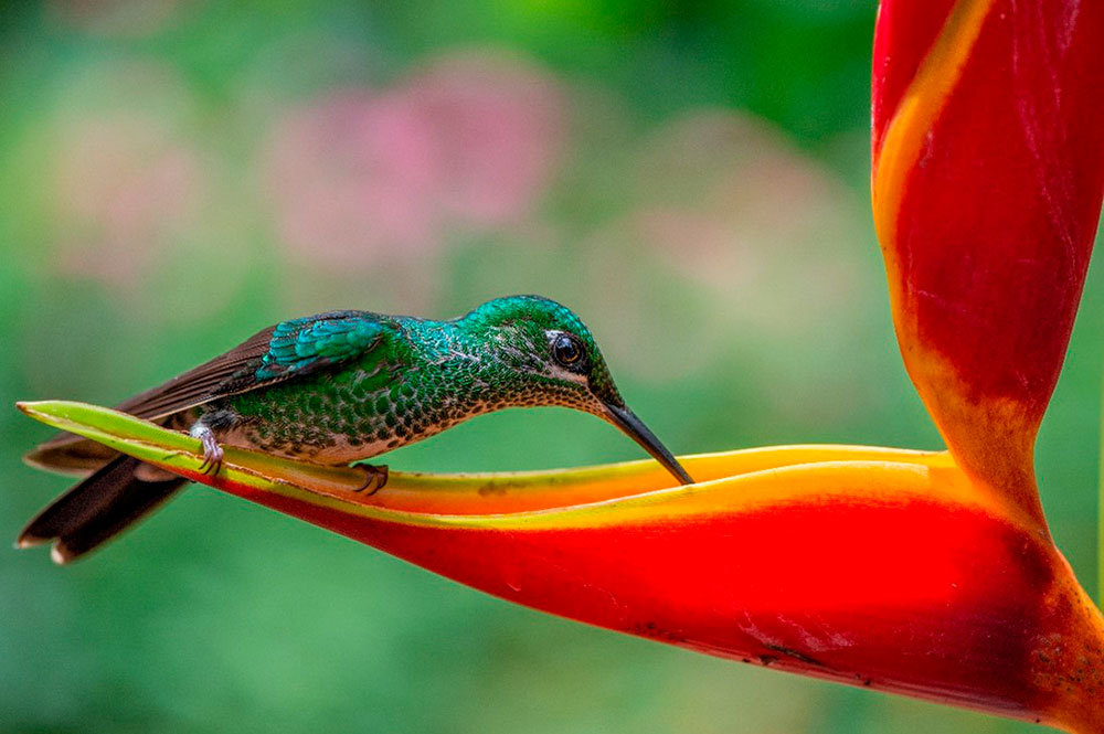 As Melhores Plantas para Atrair Beija-Flores em Apartamentos e Varandas