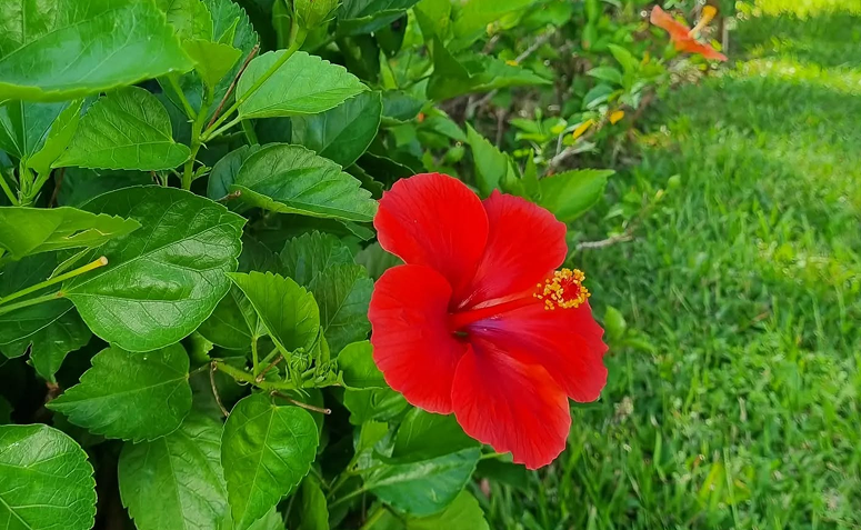 plantas para atrair beija flor