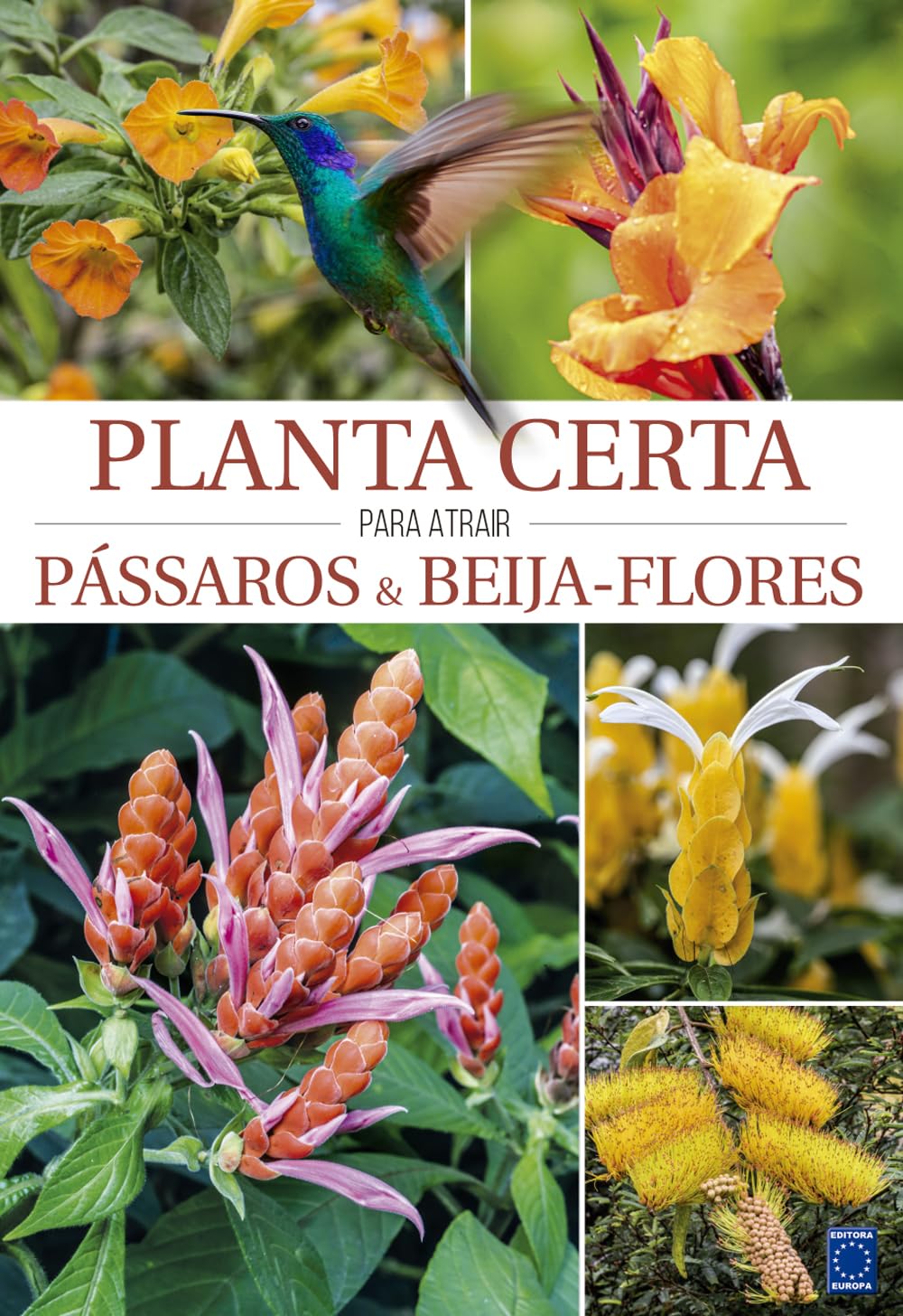 As Melhores Plantas para Atrair Beija-Flores em Apartamentos e Varandas