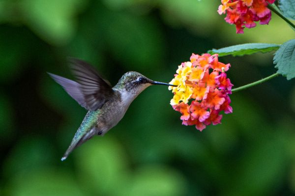 Flores Tubulares e Cores Vibrantes: O Segredo para Atrair Beija-Flores