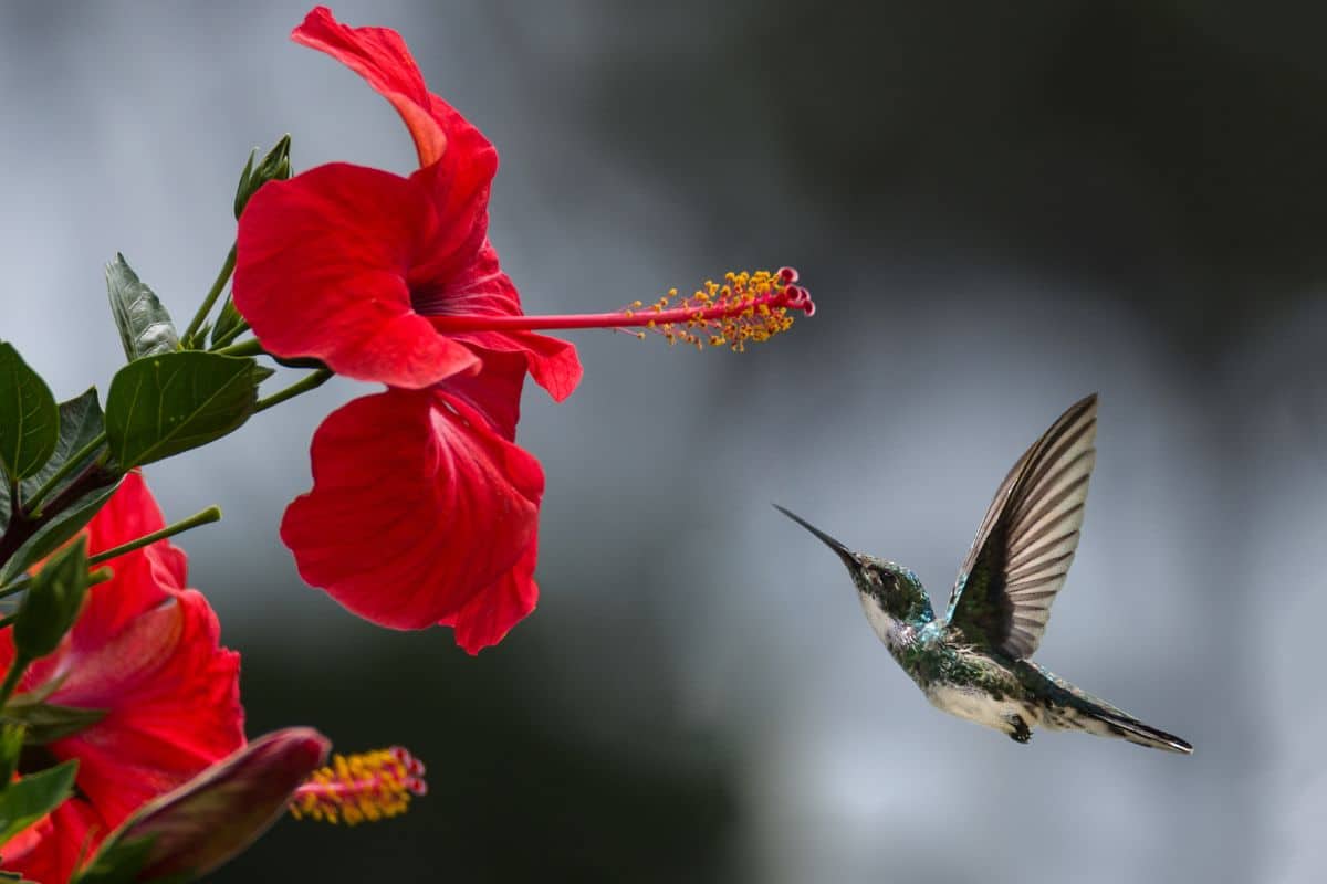 Guia Completo: Como Criar um Jardim para Beija-Flores