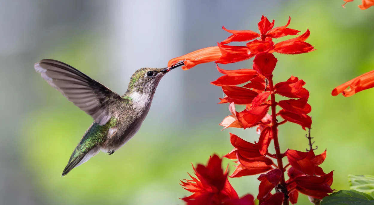As Melhores Plantas para Atrair Beija-Flores em Apartamentos e Varandas