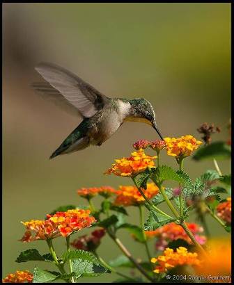 Beija-Flores no Seu Jardim: Dicas Essenciais de Cultivo e Cuidados