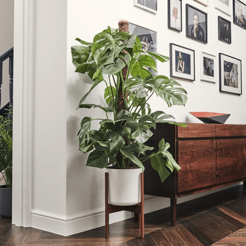 Iluminação para Plantas Internas: Guia para Cada Espécie e Ambiente