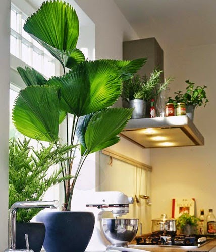 Top 10 Plantas de Baixa Manutenção para Iniciantes na Decoração