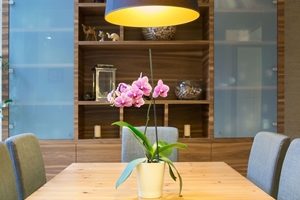 Iluminação para Plantas Internas: Guia para Cada Espécie e Ambiente