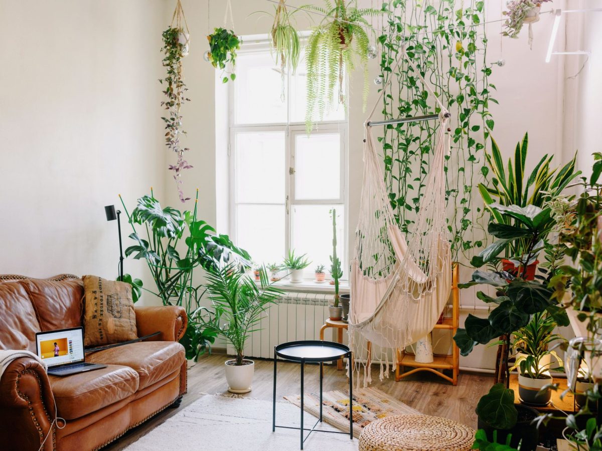 Top 10 Plantas de Baixa Manutenção para Iniciantes na Decoração