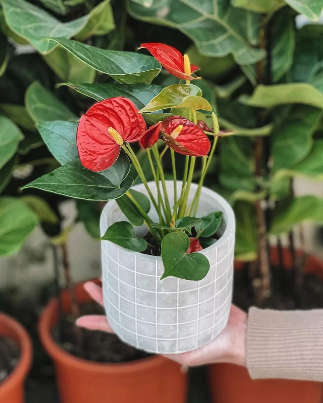 Vasos e Suportes: Escolhendo os Acessórios Perfeitos para Suas Plantas