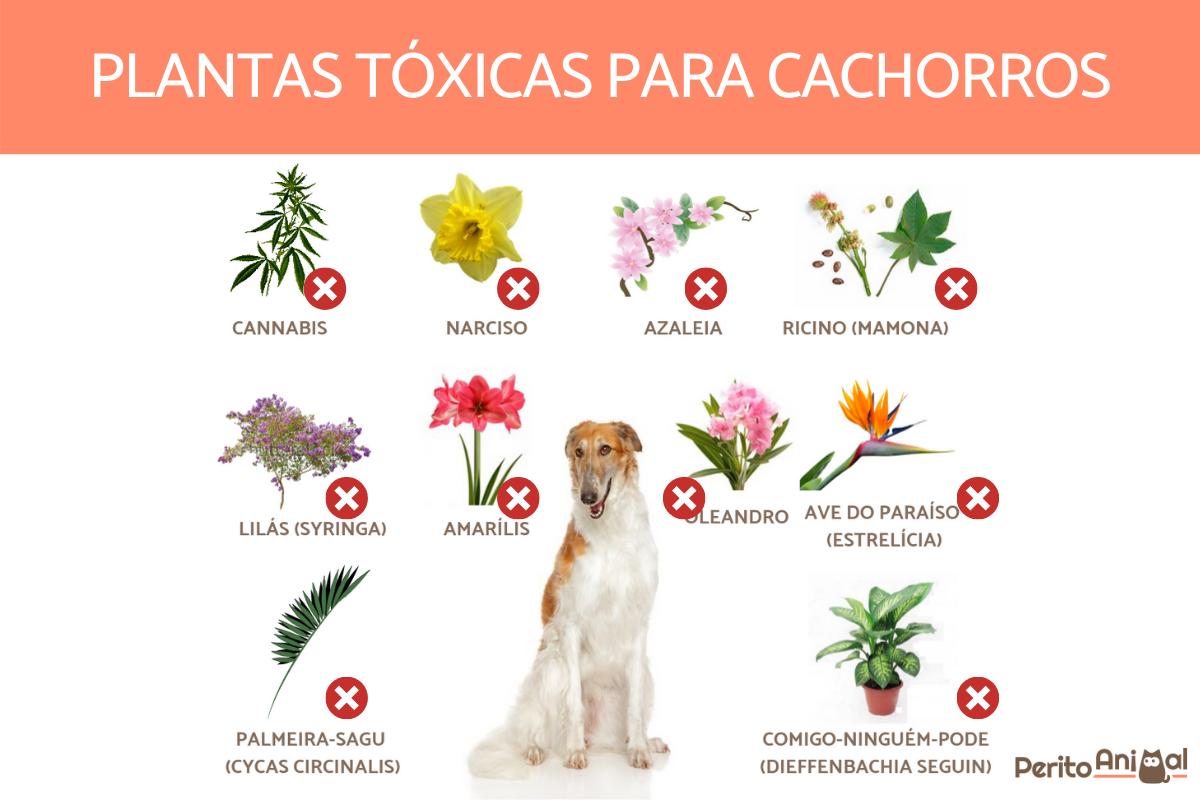 plantas tóxicas para pets