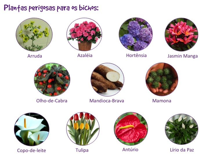 plantas tóxicas para pets