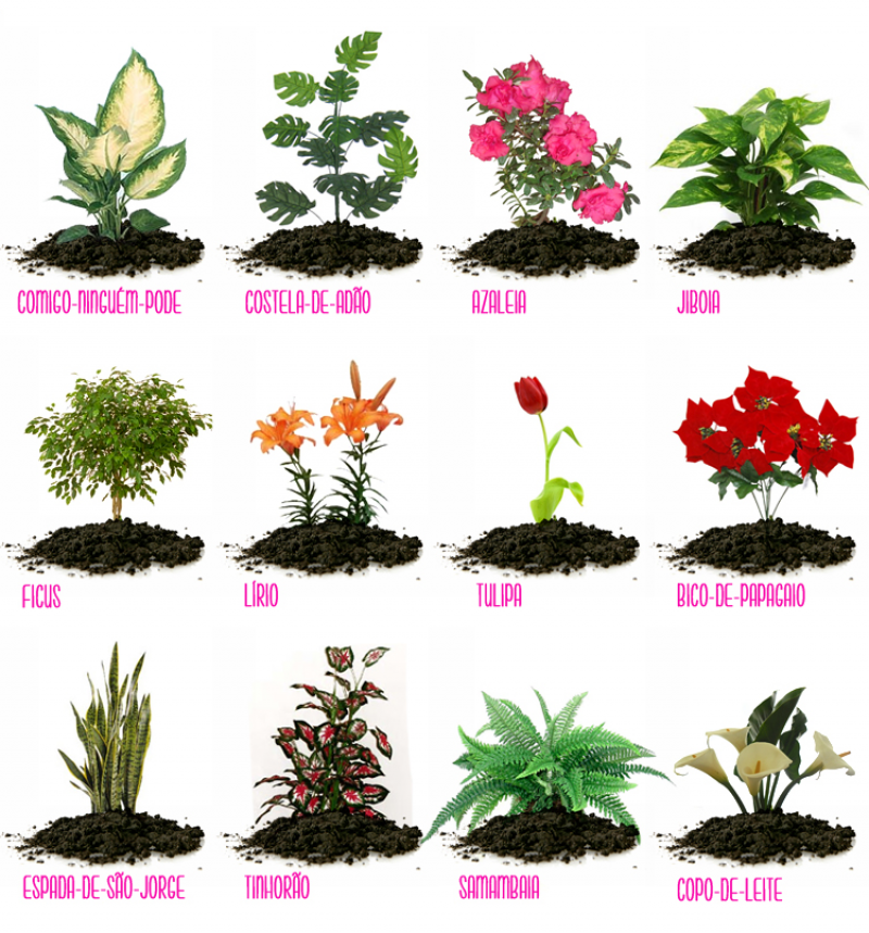 plantas tóxicas para pets