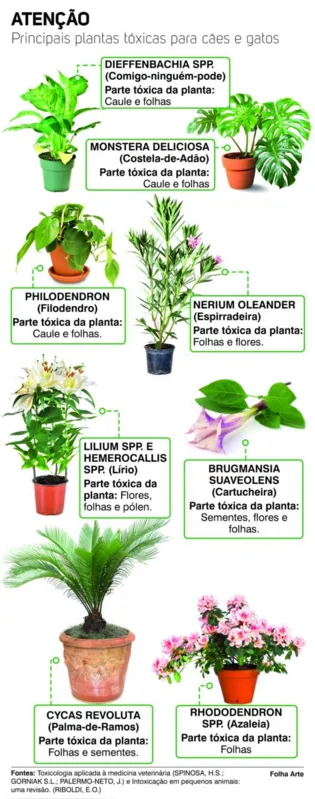 plantas tóxicas para pets