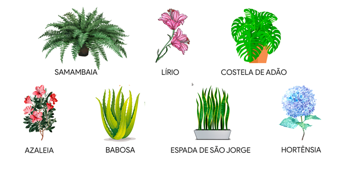 plantas tóxicas para pets
