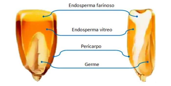 porque a pipoca estoura