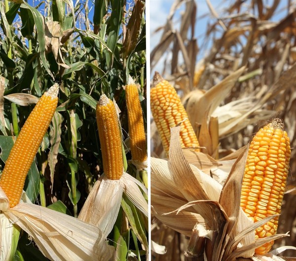 A Ciência Fascinante Por Trás do Estouro da Pipoca
