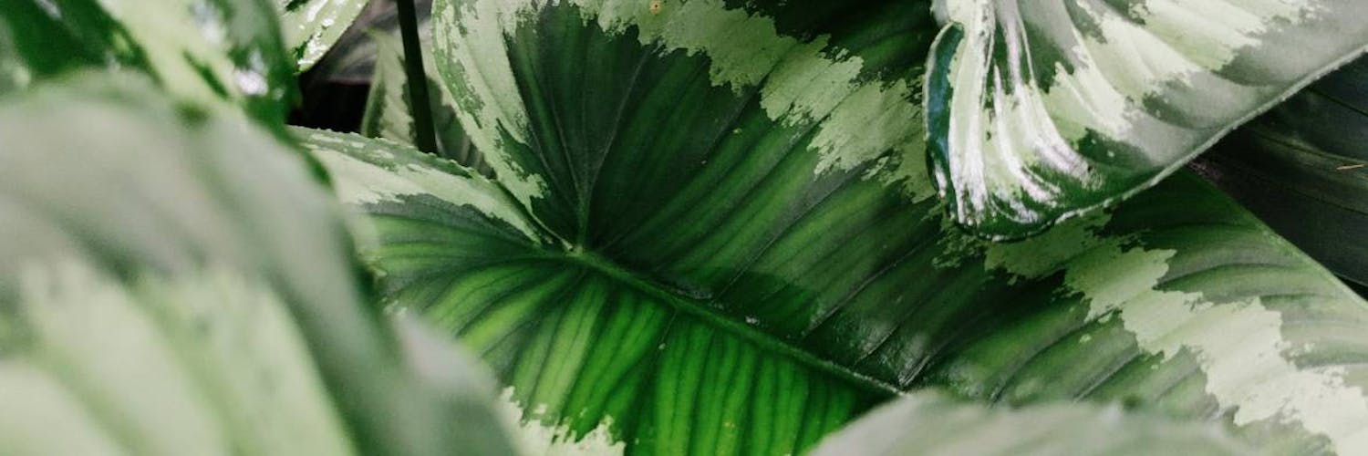 porque as plantas são verdes