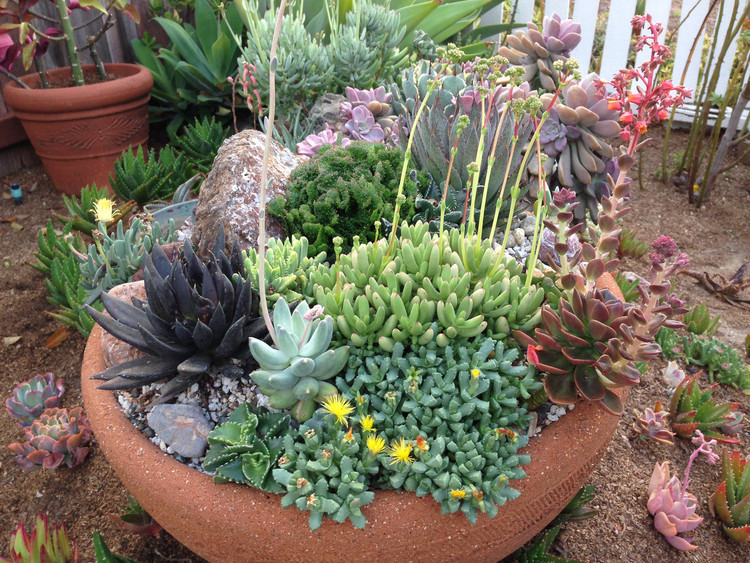 porque as plantas são verdes