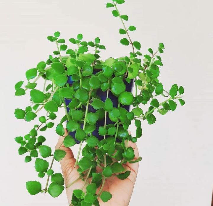 5 ideias de títulos