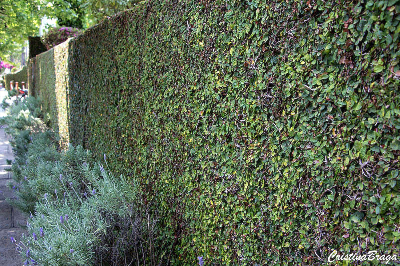 5 ideias de títulos