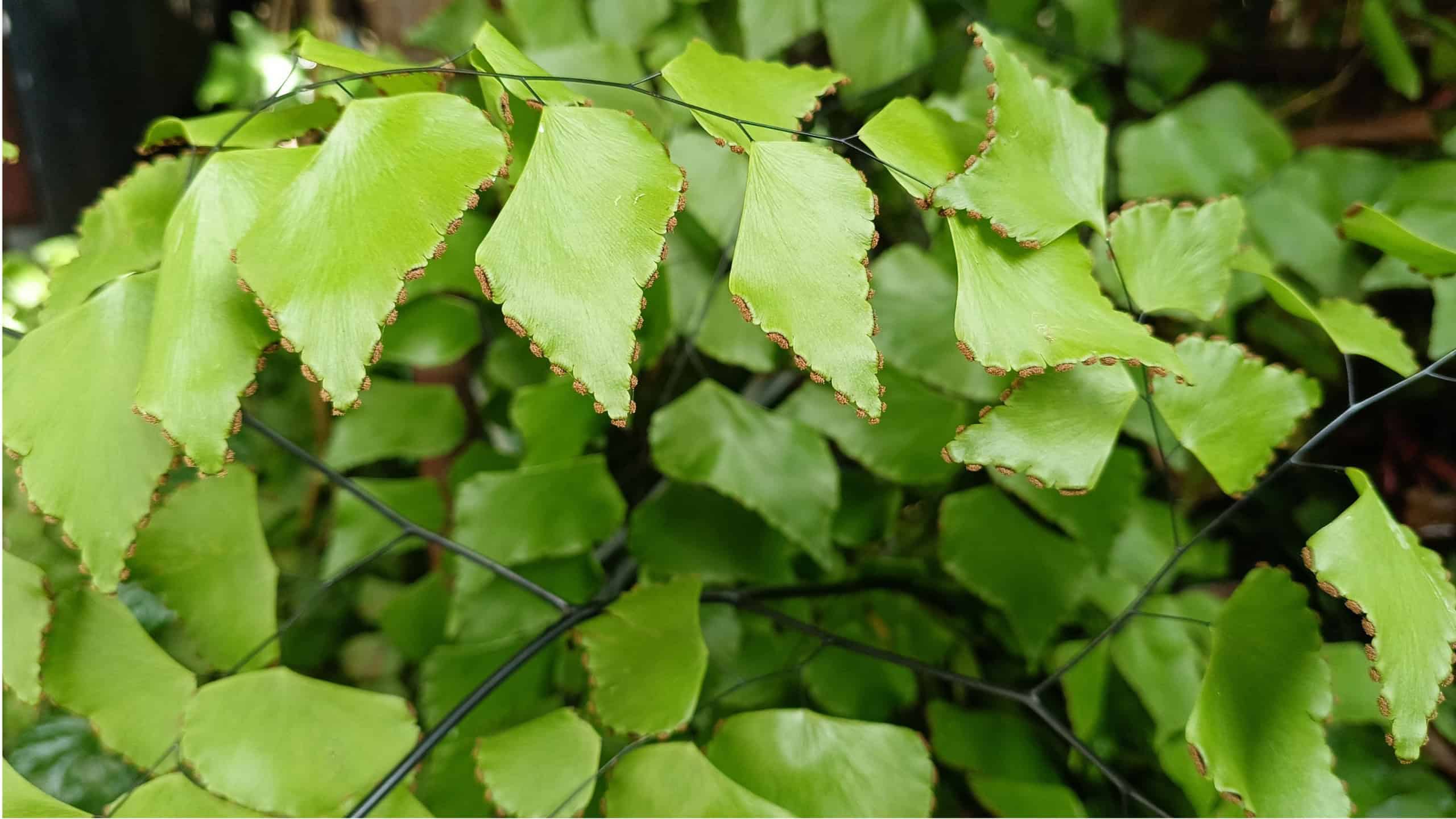 5 ideias de títulos