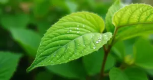 Porque as Plantas São Verdes? O Segredo da Clorofila Revelado!