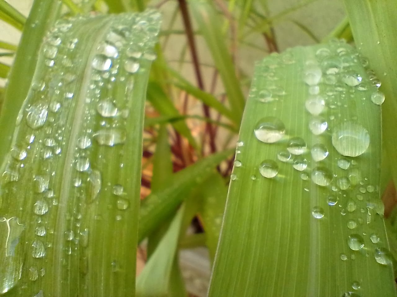 porque as plantas são verdes