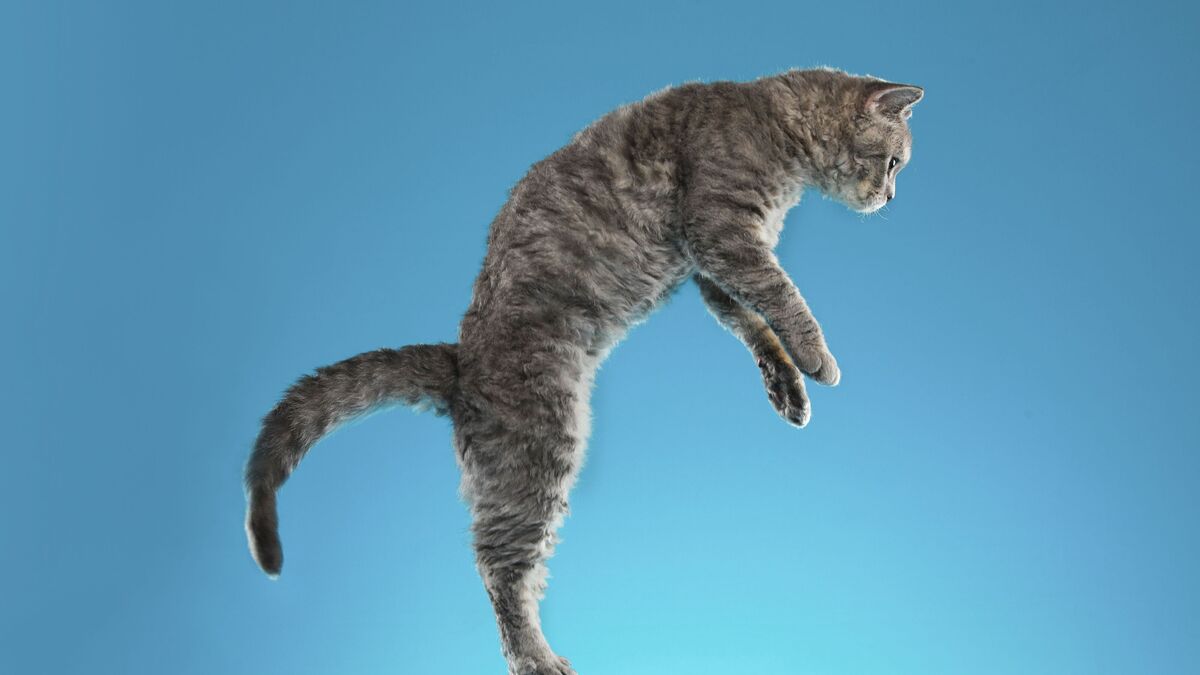 porque os gatos caem de pé