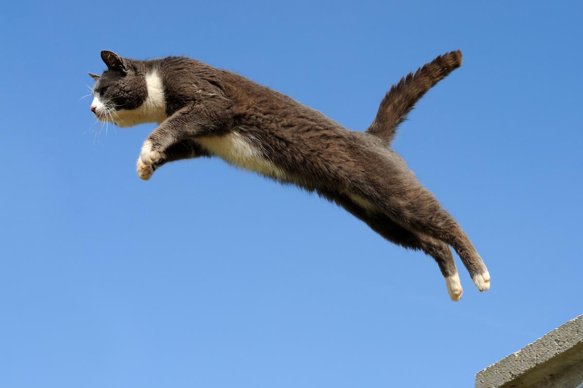 Anatomia dos Gatos: Por Que Sua Flexibilidade é Essencial para a Sobrevivência