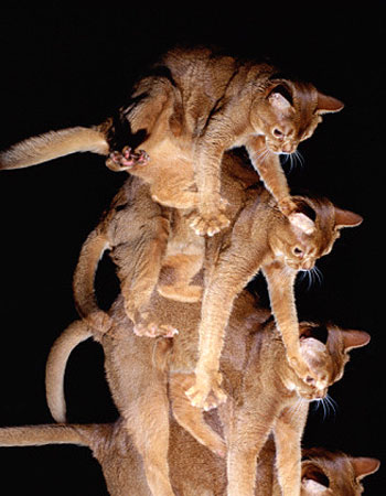 Prevenindo Acidentes: Alturas Seguras para Gatos e Riscos de Quedas