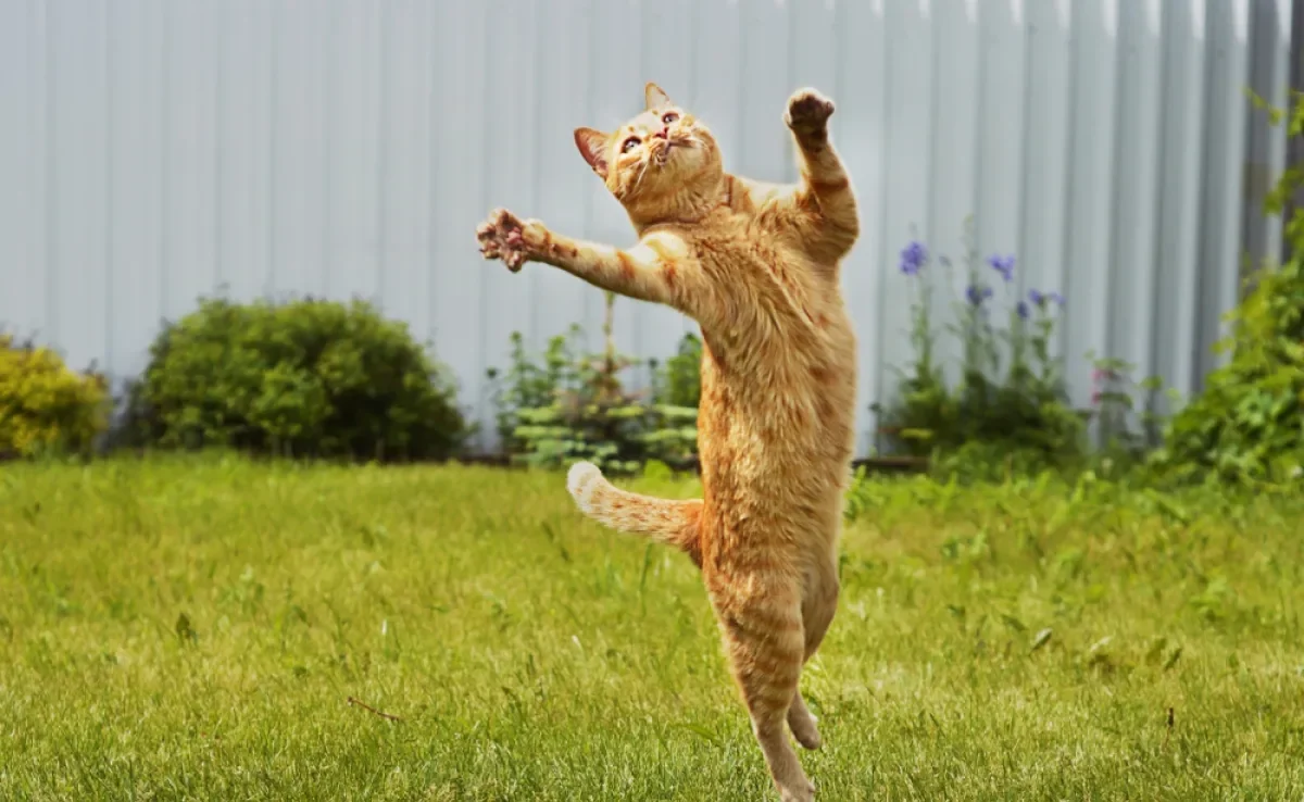 porque os gatos caem de pé