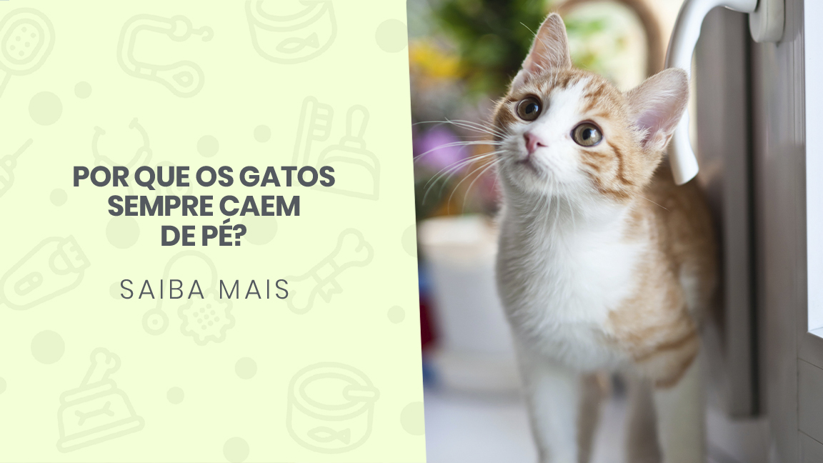 Mitos e Verdades Sobre Gatos e Quedas: Eles Realmente Caem Sempre de Pé?