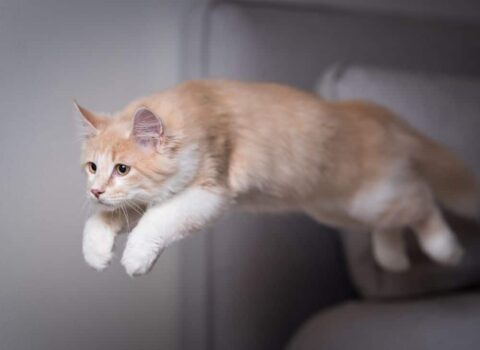 A Física Incrível Por Trás da Habilidade dos Gatos de Cair de Pé