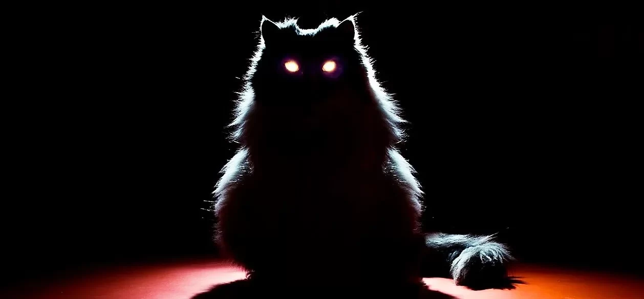 5 ideias de títulos:
1. O Mistério do Brilho nos Olhos dos Gatos: Entenda o Tapetum Lucidum
2. Gatos: Como o Tapetum Lucidum Permite a Visão Noturna?
3. A Ciência por Trás do Olhar Cintilante dos Felinos
4. Tapetum Lucidum: O Espelho Biológico nos Olhos dos Gatos
5. Por Que os Olhos dos Gatos Brilham? Desvendando a Anatomia Felina