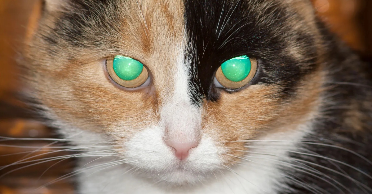 5 ideias de títulos:
1. O Mistério do Brilho nos Olhos dos Gatos: Entenda o Tapetum Lucidum
2. Gatos: Como o Tapetum Lucidum Permite a Visão Noturna?
3. A Ciência por Trás do Olhar Cintilante dos Felinos
4. Tapetum Lucidum: O Espelho Biológico nos Olhos dos Gatos
5. Por Que os Olhos dos Gatos Brilham? Desvendando a Anatomia Felina