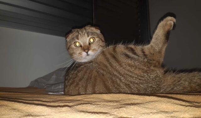 5 ideias de títulos:
1. O Mistério do Brilho nos Olhos dos Gatos: Entenda o Tapetum Lucidum
2. Gatos: Como o Tapetum Lucidum Permite a Visão Noturna?
3. A Ciência por Trás do Olhar Cintilante dos Felinos
4. Tapetum Lucidum: O Espelho Biológico nos Olhos dos Gatos
5. Por Que os Olhos dos Gatos Brilham? Desvendando a Anatomia Felina