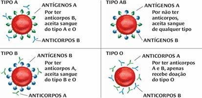 1. Como o tipo sanguíneo é determinado geneticamente?
2. A importância do Fator Rh na compatibilidade sanguínea.
3. O que o tipo sanguíneo revela sobre a saúde e evolução humana?
4. Guia completo: Doador Universal vs. Receptor Universal.
5. Mitos e verdades sobre a compatibilidade sanguínea entre pais e filhos.