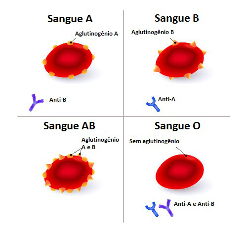 1. Como o tipo sanguíneo é determinado geneticamente?
2. A importância do Fator Rh na compatibilidade sanguínea.
3. O que o tipo sanguíneo revela sobre a saúde e evolução humana?
4. Guia completo: Doador Universal vs. Receptor Universal.
5. Mitos e verdades sobre a compatibilidade sanguínea entre pais e filhos.