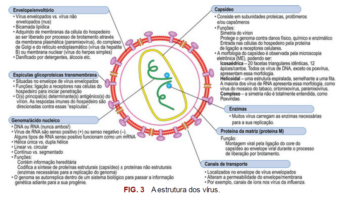 qual a diferença entre uma bactéria e um vírus