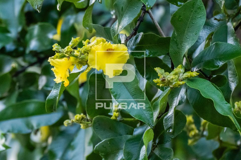 Calendário de Floração dos Ipês no Brasil: Mês a Mês