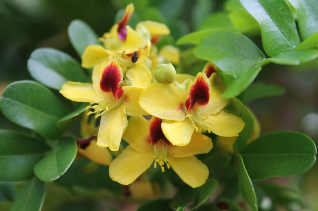 Ipê-Amarelo vs. Outras Espécies Nativas: Características e Curiosidades