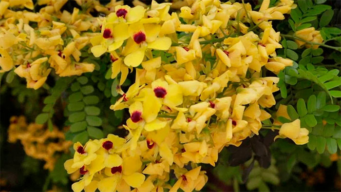 Pau-Brasil: A História da Árvore Nacional e Sua Importância