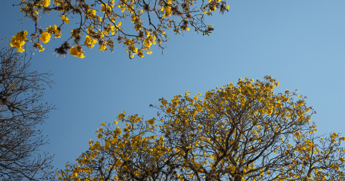Calendário de Floração dos Ipês no Brasil: Mês a Mês