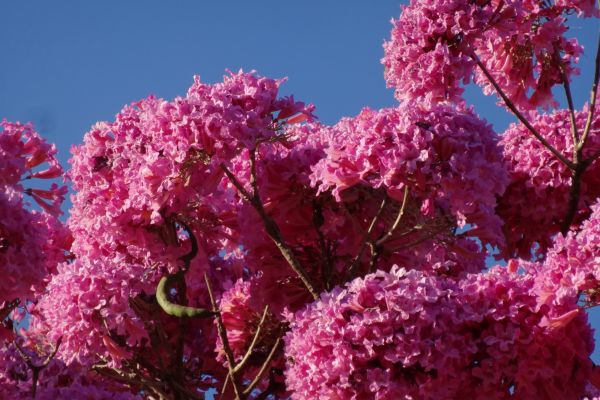 Ipê-Amarelo vs. Outras Espécies Nativas: Características e Curiosidades