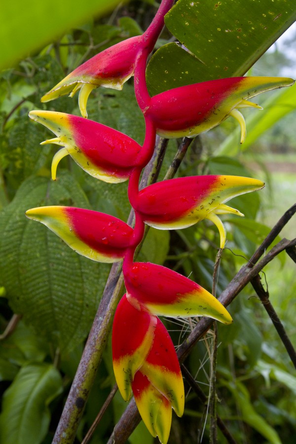 qual a flor nacional do Brasil