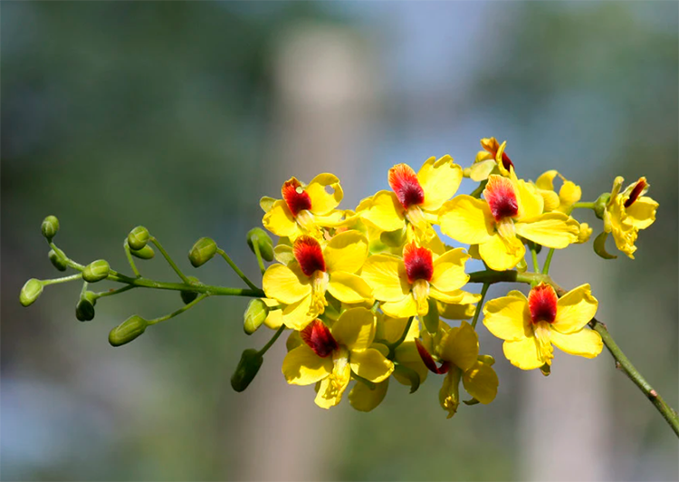 Ipê-Amarelo vs. Outras Espécies Nativas: Características e Curiosidades